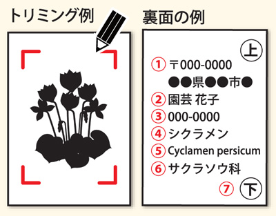 トリミング例と裏面の例