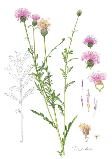 タムラソウの植物画