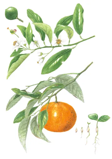 ナツミカンの植物画