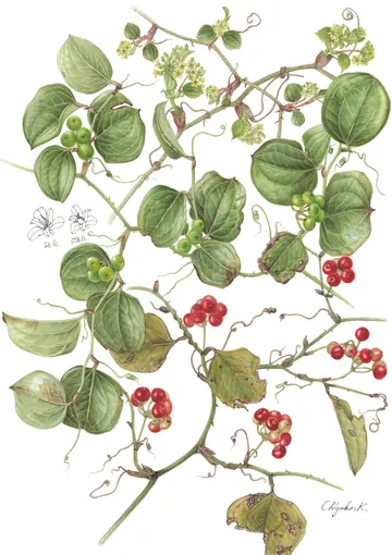 サルトリイバラの植物画