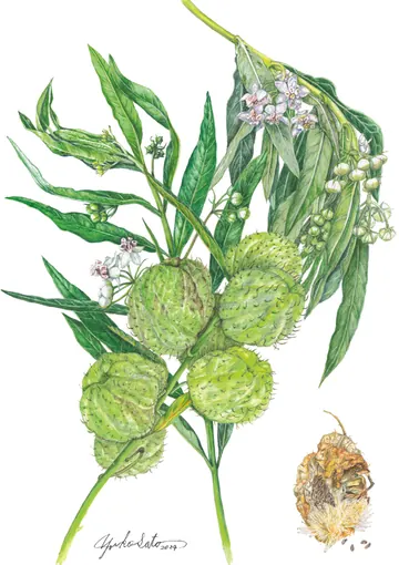 フウセントウワタの植物画