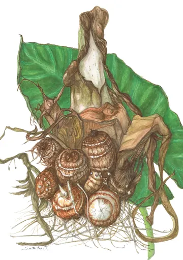 サトイモの植物画