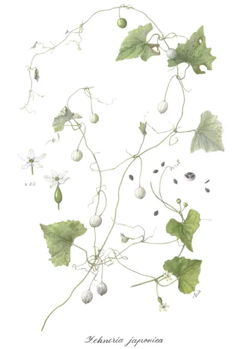 スズメウリの植物画