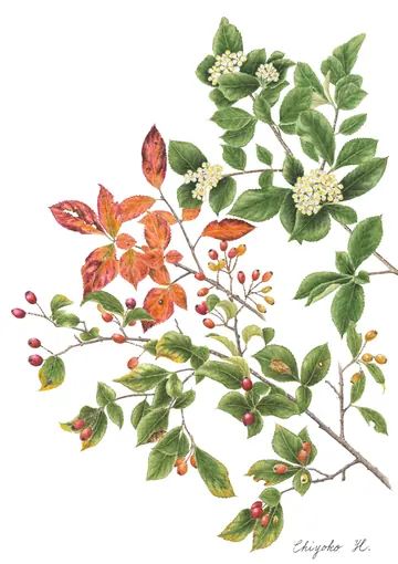 カマツカの植物画