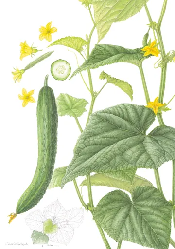キュウリの植物画