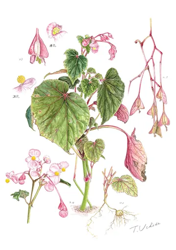 シュウカイドウの植物画