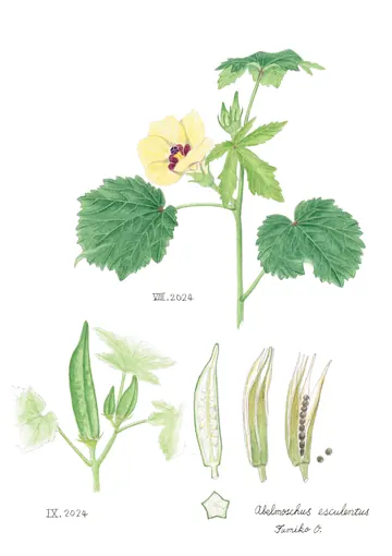 オクラの植物画