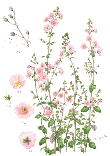 アロンソアの植物画