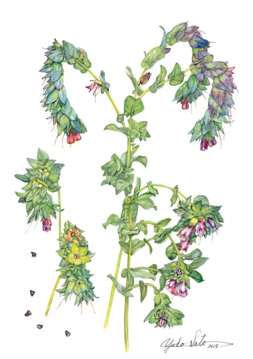 セリンセ・マヨール（キバナルリソウ）の植物画