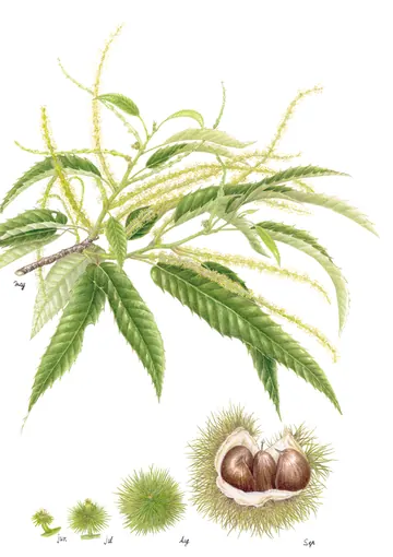 クリの植物画