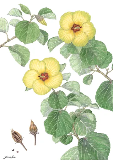 ハマボウの植物画