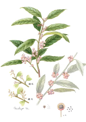 イズセンリョウの植物画