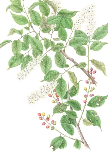 ウワミズザクラの植物画