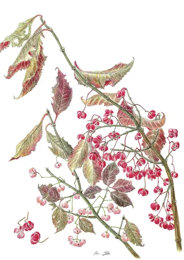 マユミの植物画