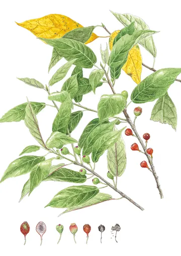 イヌビワの植物画