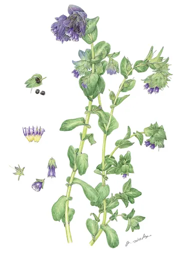 セリンセ・マヨールの植物画