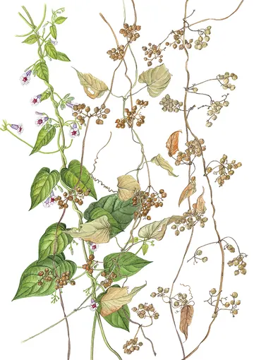 ヘクソカズラの植物画