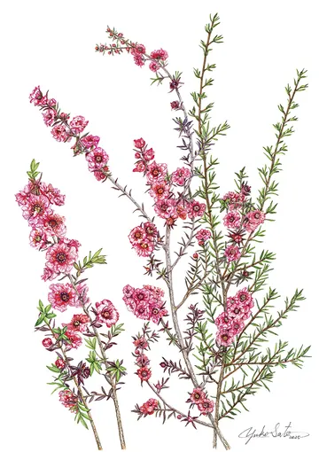 ギョリュウバイの植物画