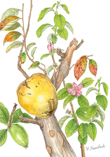 カリンの植物画