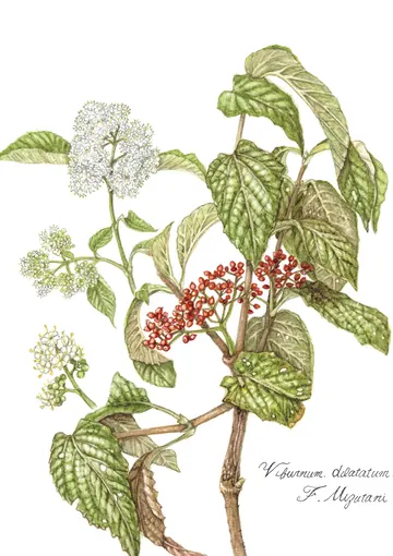 ガマズミの植物画