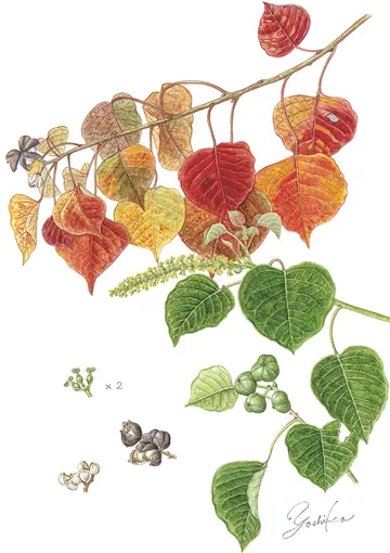 ナンキンハゼの植物画