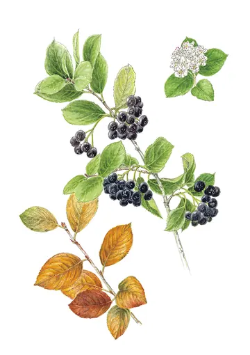 アロニアの植物画