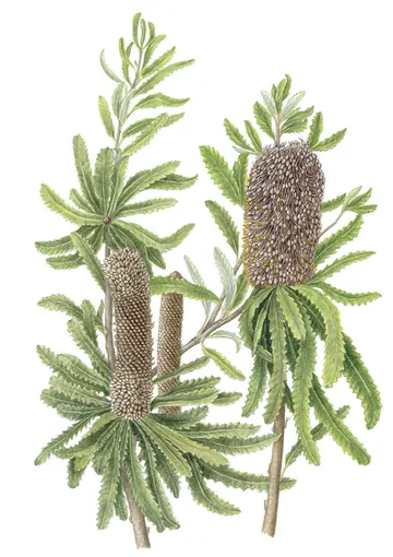 バンクシアの仲間の植物画