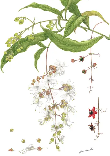 クラリンドウの植物画