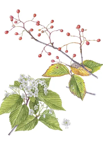 アズキナシの植物画