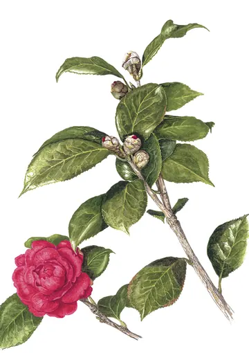サザンカの植物画