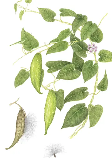 ガガイモの植物画