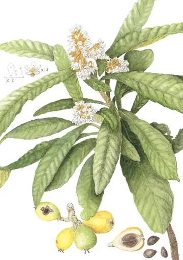 ビワの植物画