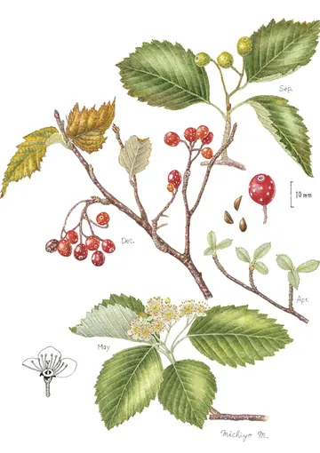 ウラジロノキの植物画