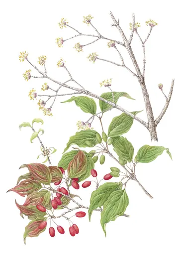 サンシュユの植物画