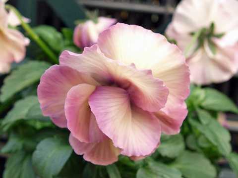 花の拡大