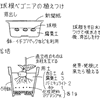 催芽の方法