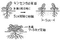 キンセンカ