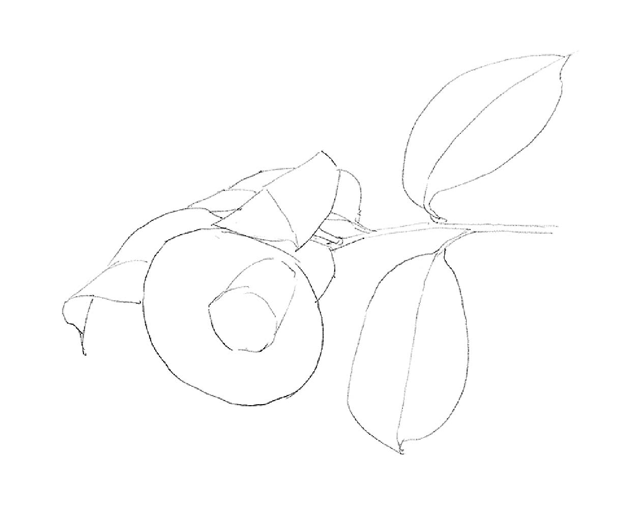 鉛筆で描いた下絵