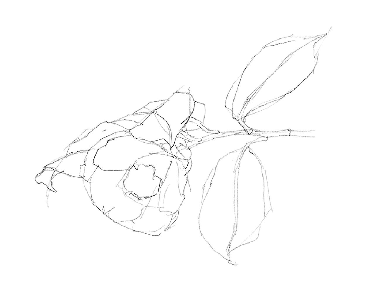鉛筆で描いたスケッチ