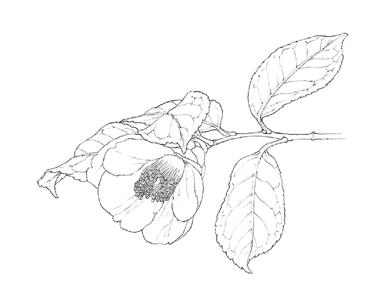 鉛筆で描いた細かい部分まで描き込んだ絵