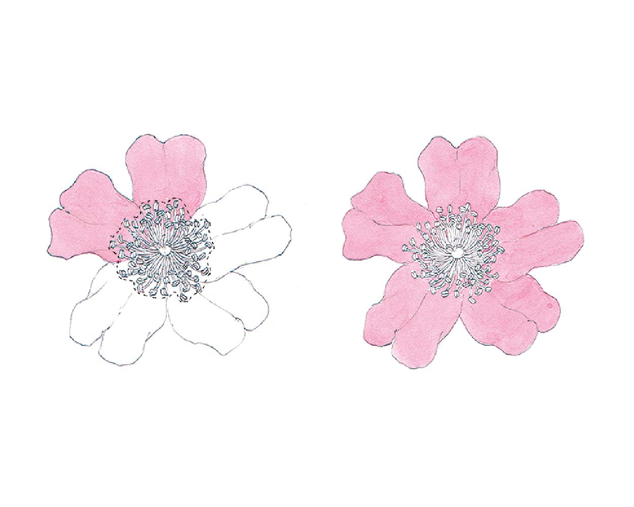 途中まで着色した花