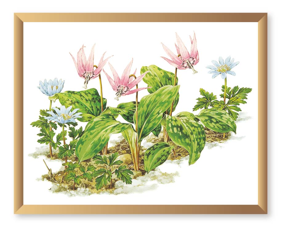 カタクリの花の絵