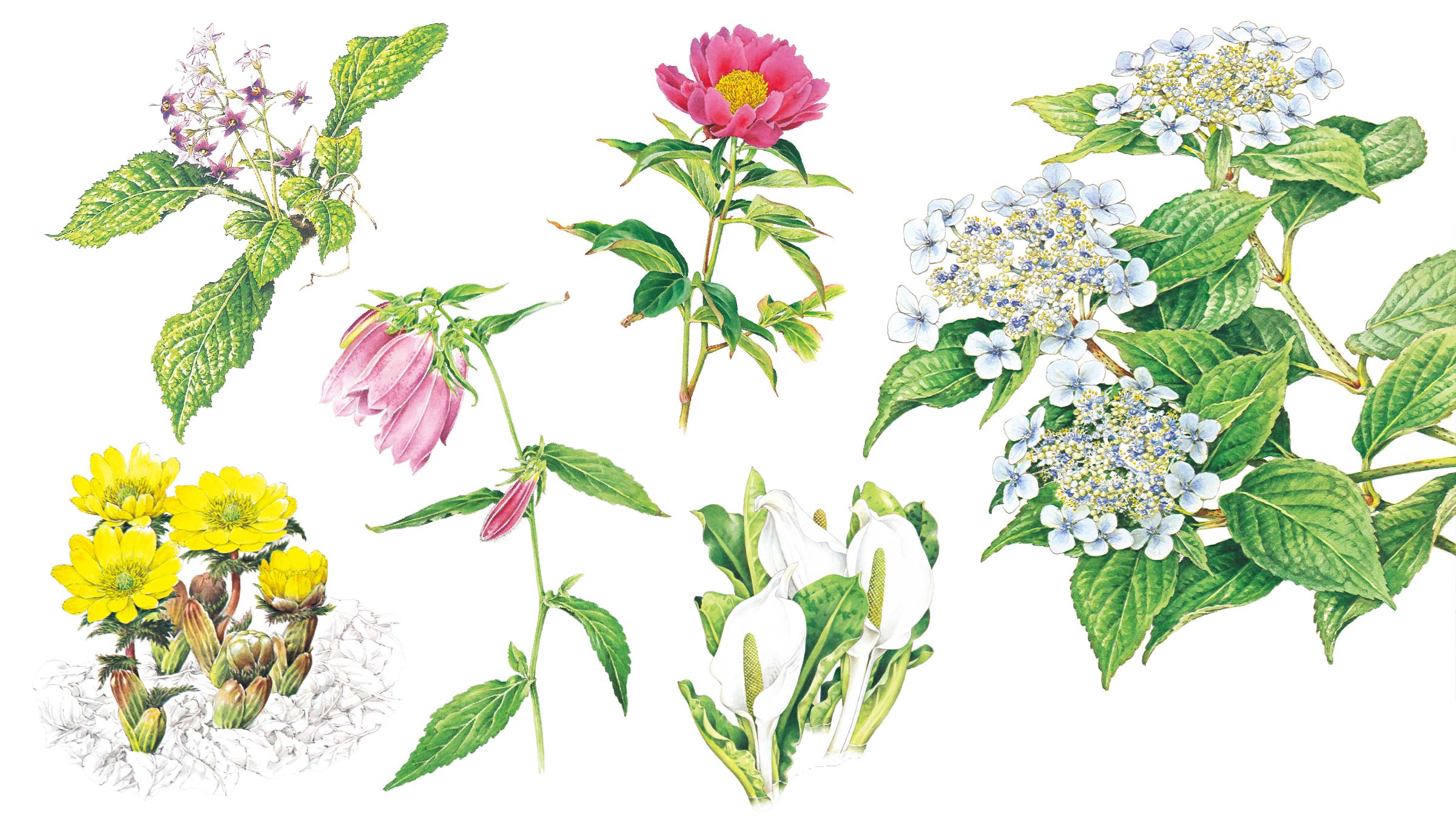 アジサイ、フクジュソウなどさまざまな植物の絵