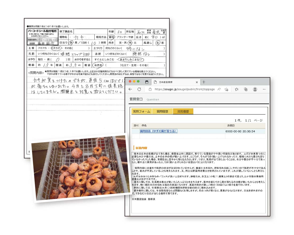 実りを楽しむ果樹講座の質問回答資料（オンライン・郵送対応）の例