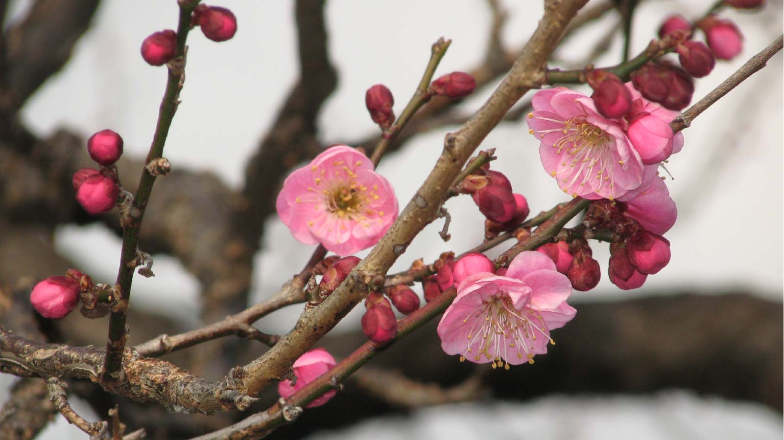 唐梅の花
