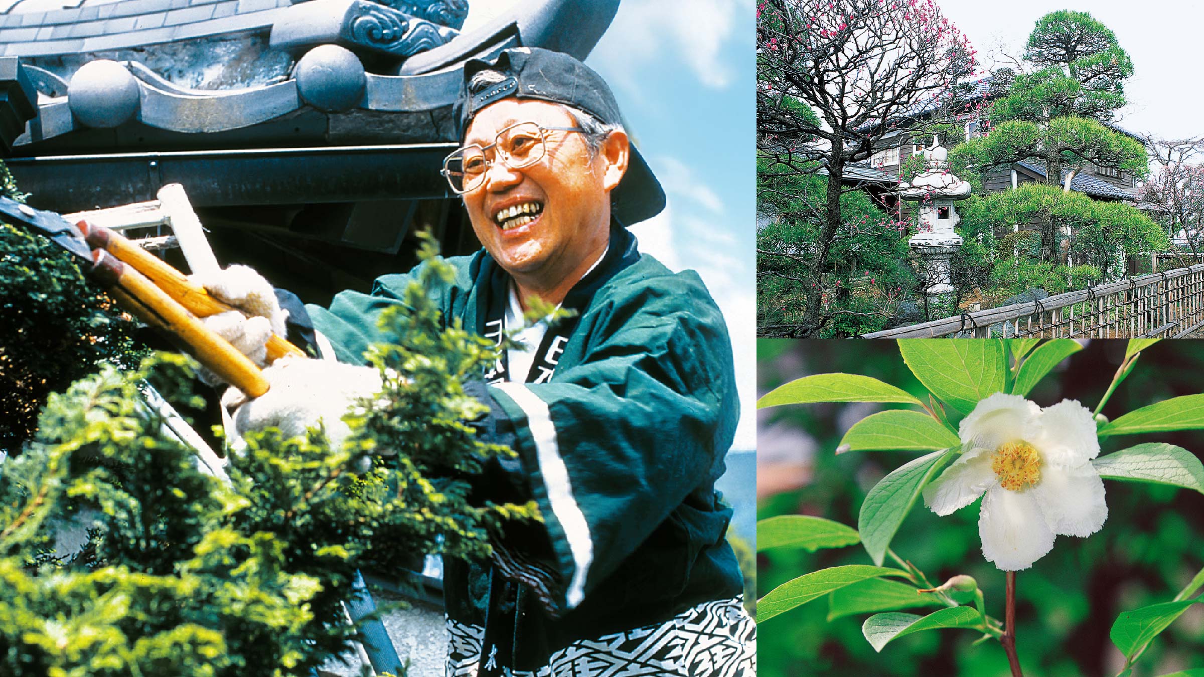 剪定する庭師と日本庭園と牡丹の花
