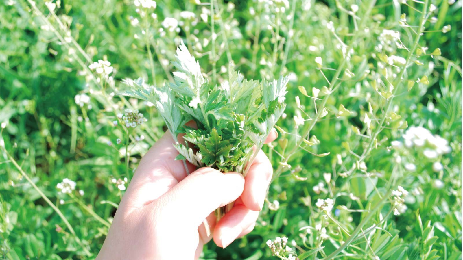 野草を摘む手元