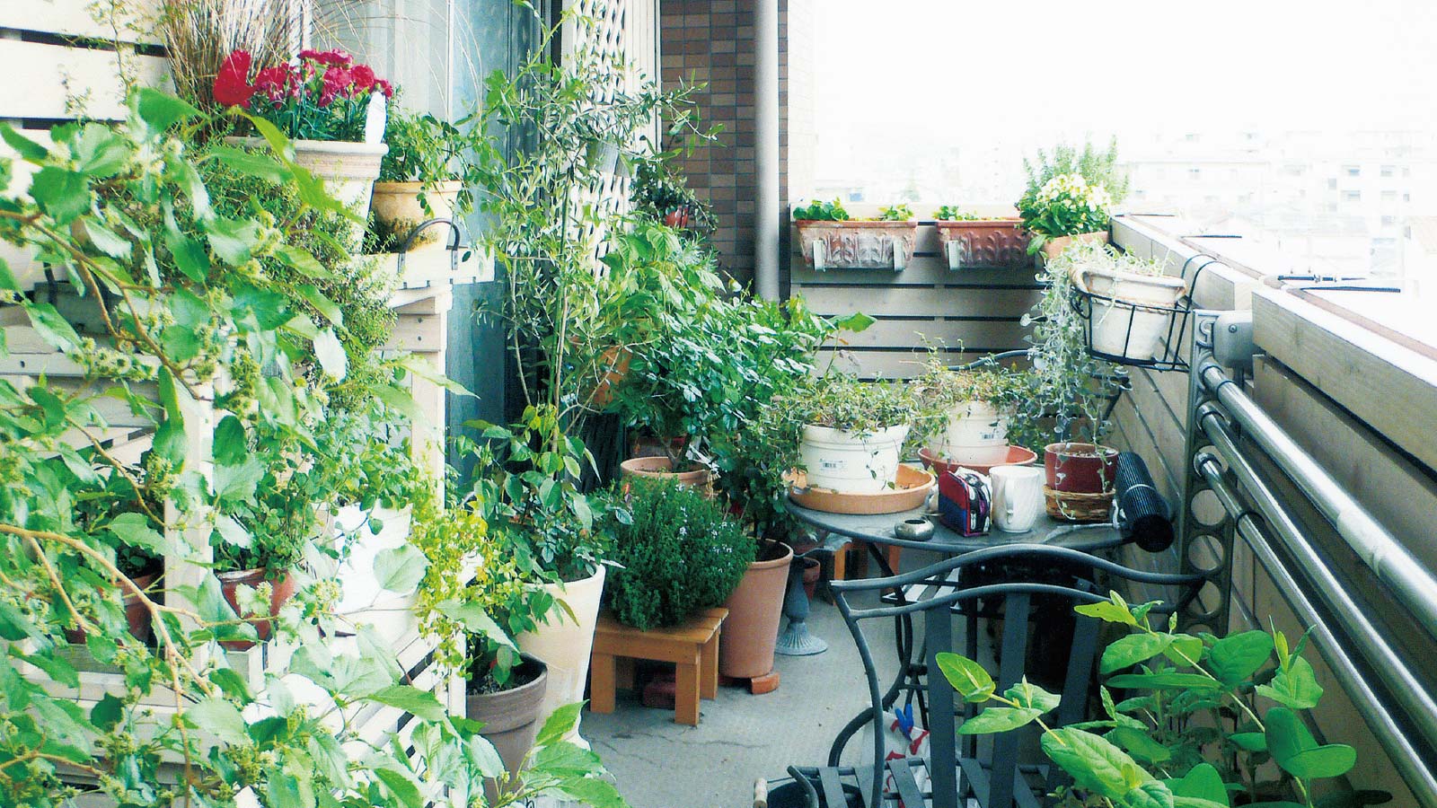 ベランダで育つ薬草の鉢植え