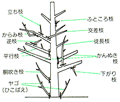 枝の種類
